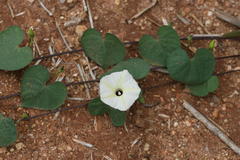 Ipomoea obscura